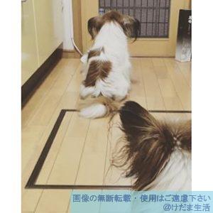 犬の嘔吐…黄色とか泡とか茶色とか、色や状態で判断してみる