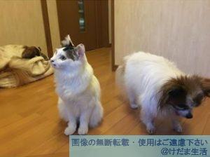 犬の口臭が歯石除去したら無臭になった記録