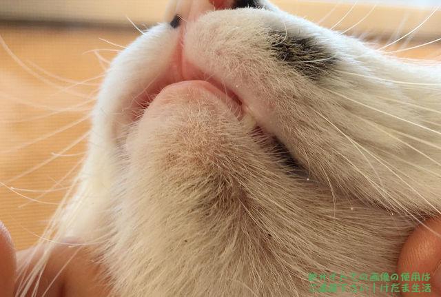 あご にきび 猫 【皮膚病紹介】猫のざ瘡「猫にもニキビができるんです」