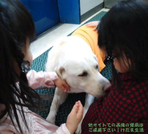 盲導犬はかわいい けれど 色々考えてしまうこともあります けだま生活