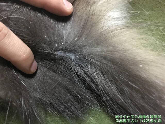 猫のフケの取り方と受診の結果 温泉水で治ってきた話 けだま生活