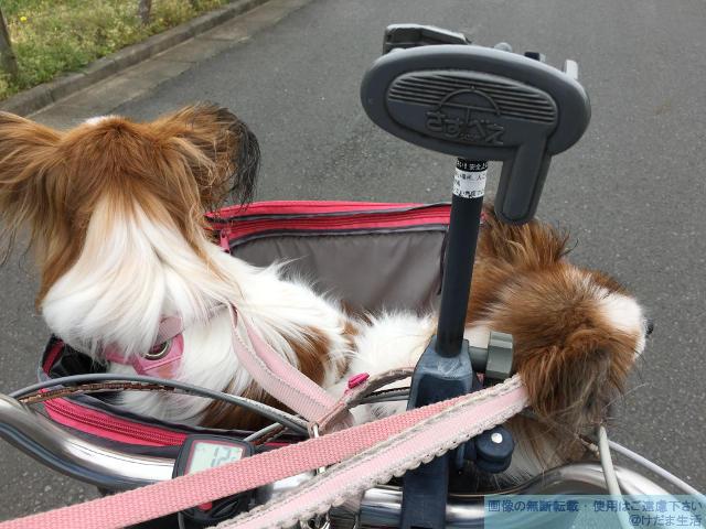 犬と雨の散歩 グッズを揃えて自転車での通院もヘッチャラ の巻 けだま生活