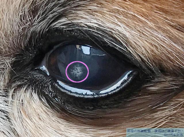 犬の目に白い点 角膜ジストロフィーか角膜潰瘍だって 治療と経過 けだま生活