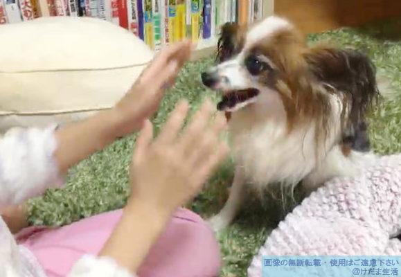 犬の目が回る 傾く 震えるので受診した記録 老犬のトラブル けだま生活