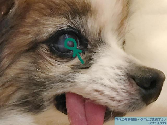 犬の角膜潰瘍の症状と治療の記録 目薬で完治するまでの期間など けだま生活