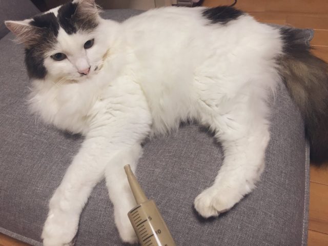 猫の腎結石&腎不全の治療とケアの記録【とらじ4歳♂随時更新】 - け