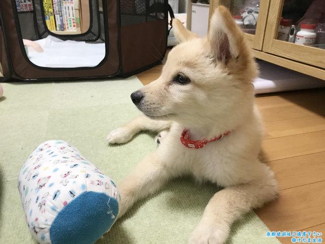 保護犬の里親の条件は厳しいと思ったけどあっさり決まった話 けだま生活