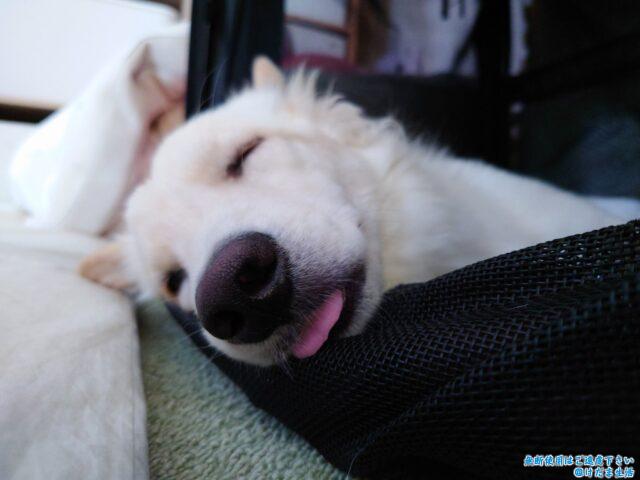 子犬 2ヶ月からのしつけの記録 つるちゃんに教えてよかったこと けだま生活 子犬 2ヶ月からのしつけの記録 つるちゃんに教えてよかったこと けだま生活